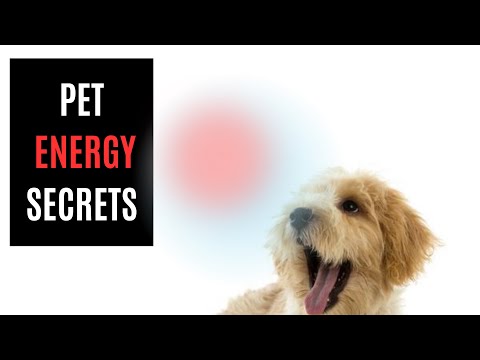 What Your Pet's ENERGY is Telling You