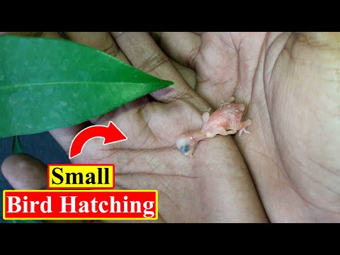 Small Bird Hatching | AND Rescued | Birds and Animals Planet