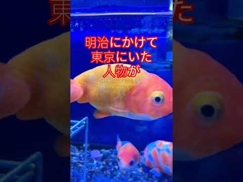 [金魚]　知ってたァ〜らんちゅうは幕末の時代から色々改良され　作り出された金魚なんだよ😝 #goIdfIsh