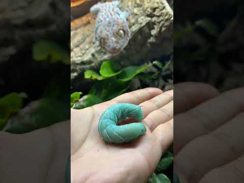 Tokay Gecko Taste Test: Giant Blue Caterpillar Edition! #reptiles