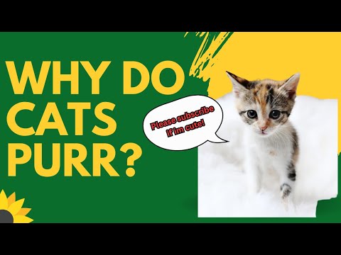 Why Do Cats Purr?|| The Appu World