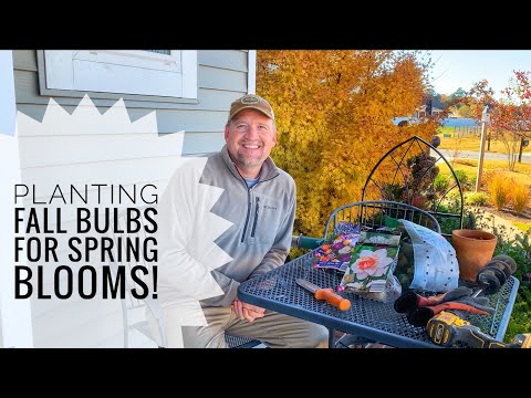 How to plant fall bulbs like Daffodils, crocus, Allium, etc…From Lidl!