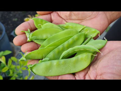 Grow mangetout garden peas - fresh, crisp and your own seasonal food