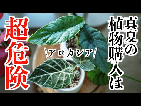 【アロカシア購入】植欲が抑えられず、真夏の園芸のタブーを冒してしまう変態｜観葉植物｜アロイド