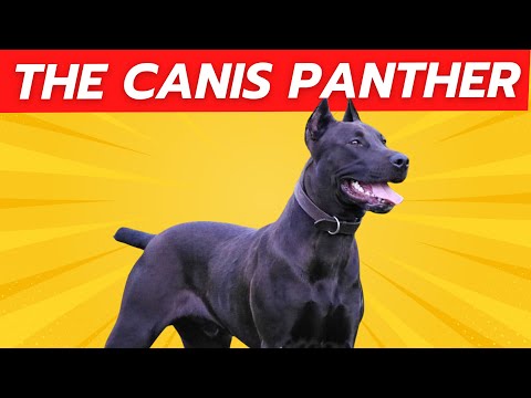 The CANIS PANTHER