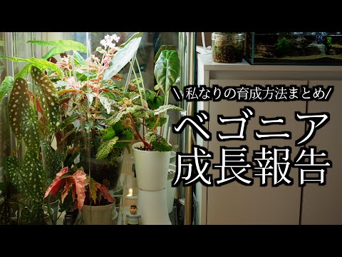 【ベゴニア】育成方法まとめ｜植え替え・用土・肥料【木立ち性】