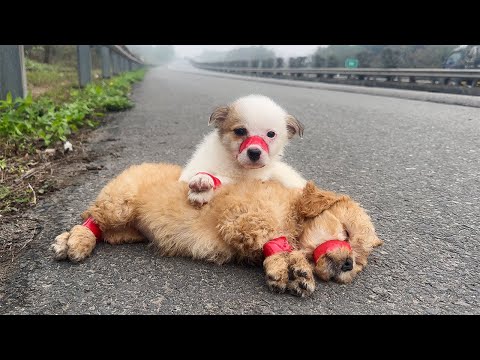 Two Poor Dogs Abandoned on the Highway – Eyes Longing for a Loving Home