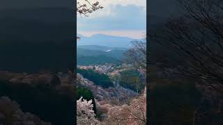 Japan Yoshinoyama cherry blossoms 🌸 #japan #sakura 🥰😮