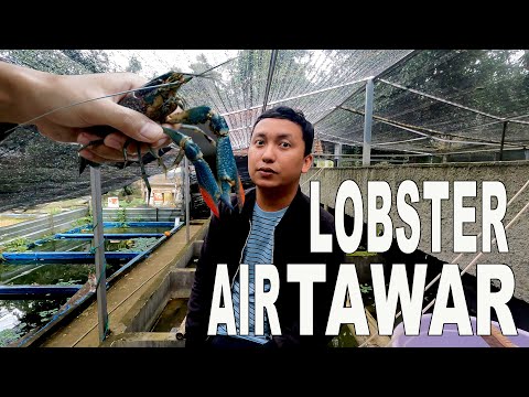 LOBSTER AIR TAWAR