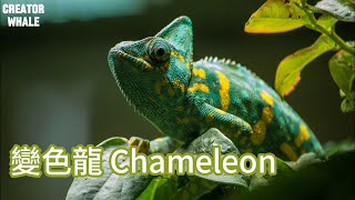 《動物奧祕 Animal mysteries》— 變色龍 Chameleon  變色不是為了偽裝?/變色看心情/眼球能各自獨立轉動/舌頭長度是身體的兩倍