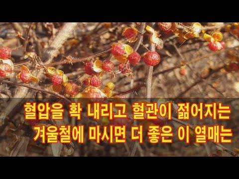 혈압을 확 내리고 혈관이 젊어지는 겨울철에 마시면 더 좋은 이 열매는