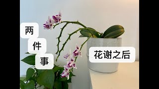 【21045】蝴蝶兰花谢之后，需要做的两件事儿  // 静姐说花603