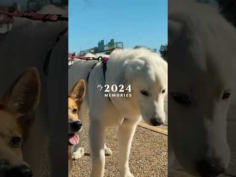 POV: 2024 from the perspective of a corgi & her Great Pyrenees lil sis 🐶🐾