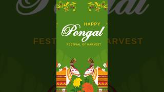 Pongal - Festival of Harvest #pongal #festival #tamilnadu #tamilfestival #festivalofharvest #tamil