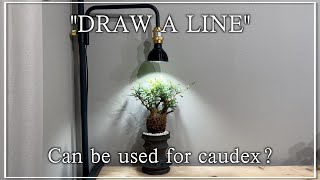 DRAW A LINEを塊根ユーザー目線での良い部分、悪い部分を全て紹介します