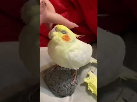 When Jerry the cockatiel demands head scratches, you know who's really in charge! 🥰 #cockatielscraze