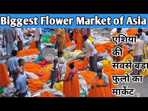 Biggest Flower Market of Asia I The Mullick Ghat Flower Market of Kolkata I Howrah Bridge