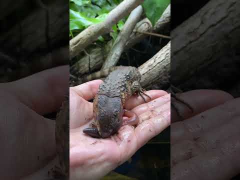 REXY ATE WORM SPAGHETTI IN MY HAND! Chinese Crocodile Lizard (Shinisaurus crocodilurus) #shorts