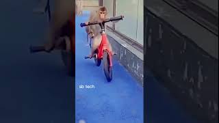 Monkey cycle driving Funny #sbtech #monkey #shorts #tiktok #funny