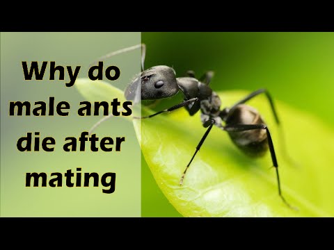 Why do male ants die after mating? | Tell me why