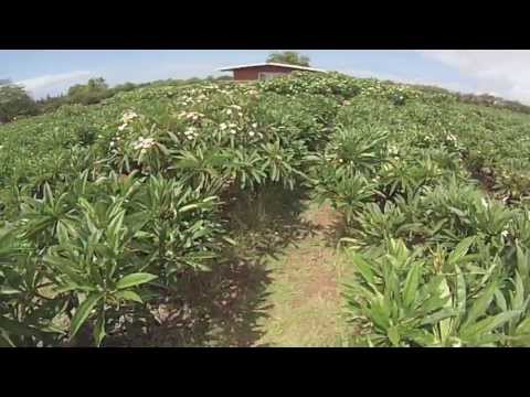 Molokai Plumeria Farm #seeMolokai