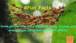 Did you know that ants can work together to create impressive structures? #facts #shorts