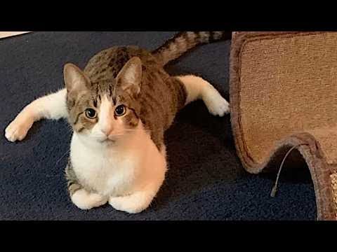 Funny Cats Videos 2024 😸 Funny Cat Videos – Funny Cats