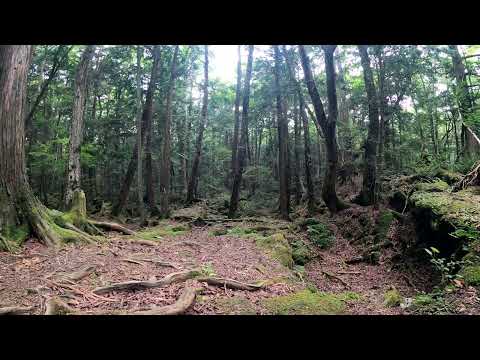 静寂の森 森の瞑想