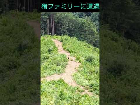 ハイキングでイノシシ大家族にばったり遭遇