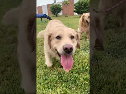 Golden Retrievers are lovely #goldenretriever #dog #shorts