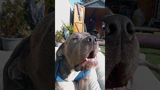 Cane Corso. Dexter Rap. Spinal Arachnoid Diverticulum (Dexter's Mission) #canecorso (14)