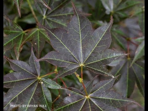 Acer palmatum 'Tsukushigata' Japanese Maple