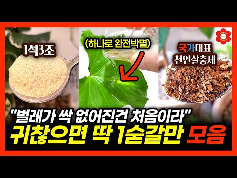 [100% 효과인증] 귀찮으면 이중에서 딱 하나만 넣으세요🥄ㅣ우리매장 식물만 벌레, 병충해가 전혀 없는 이유🙅‍♂️ㅣ2024 갑진년 새해 특집, 식물 병충해 예방 꿀팁 모음.zip