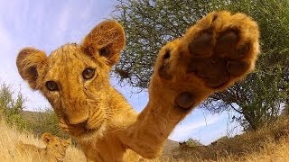 GoPro: Lion Cub Roar - TV Commercial