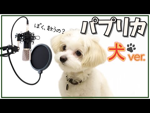 【犬が歌ってみた】声が低い小型犬が歌うパプリカ【＃046】Dog singing popular songs in Japan