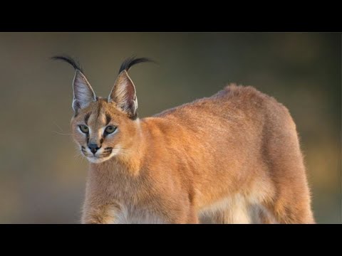 At this time the caracal seven emotions  only appetite