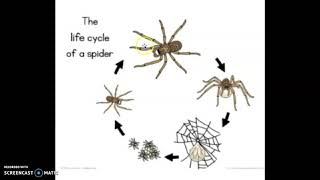 wolf Spider life cycle