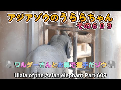 アジアゾウのうららちゃん（６０９）🐘ワルダーさんとお鼻で握手だゾウ🐘（東山動植物園）Ulala of the Asian elephant Part 609