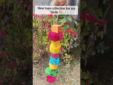 Parrots toys |#shortsvideo #parrots #toys #birdslover #budgies #conure #pettoy #pets #beautifulbirds