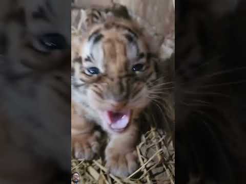 #tiger #animals #lion #zoo #wildlife #funny #tamed #bigcats #cutebaby #liontiger