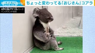 心もほっこり　おじさんコアラに可愛すぎるカピバラ(20/08/21)