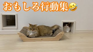 【珍行動】２匹の面白い行動まとめ🐈