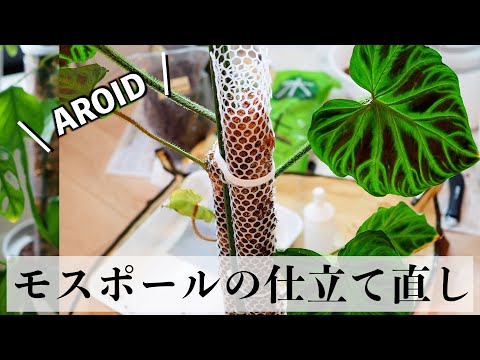 モスポールの仕立て直し｜水苔支柱｜フィロデンドロン・ベルコーサム【ゆるっと植え替え#3】