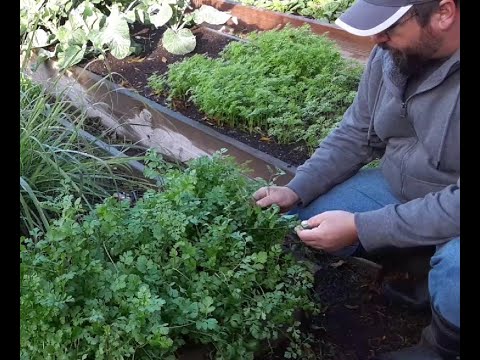 How to harvest herbs