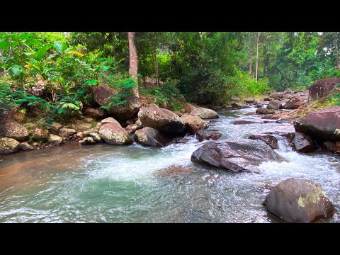 Enjoy Peaceful Stream Sounds with Rushing Water Over Rocks to Relieve Fatigue and Sleep Soundly