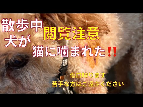 【閲覧注意】犬が猫が噛まれた💦どうして💦傷口が映ります。苦手な方はご遠慮ください#衝撃#老犬 #事故