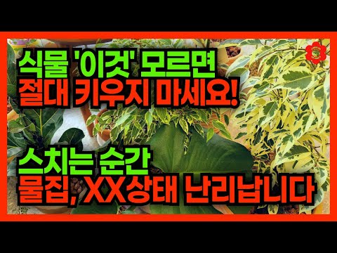 ⚠️스치기만 해도 복통에 혼수상태까지😱ㅣ강한 독성으로 XX금지된 이 식물🌿ㅣ"증명된 사실"을 가족과 지인에게 공유하세요🙏ㅣ#독성식물 두번째 이야기