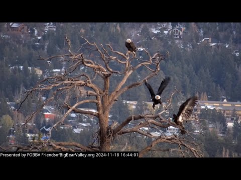 11-19-2024 Juvenile Learning To Be An Eagle