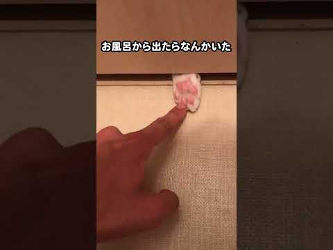 お風呂から出たらなんかいた　#保護猫 #cat #kitten