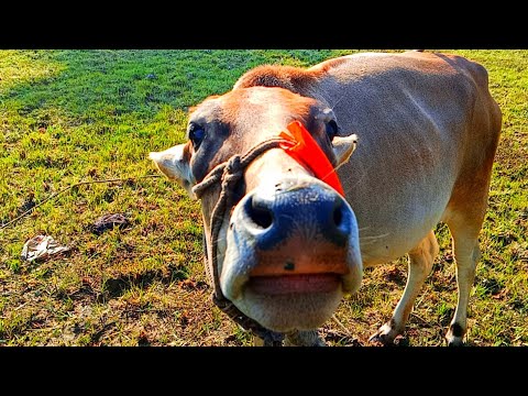 Cow funny video Hambba | হাম্বা হাম্বা | cow sound video | animal funny video